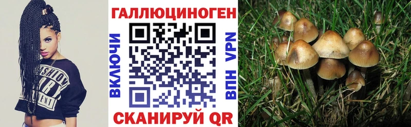 Псилоцибиновые грибы Psilocybine cubensis Карабаново